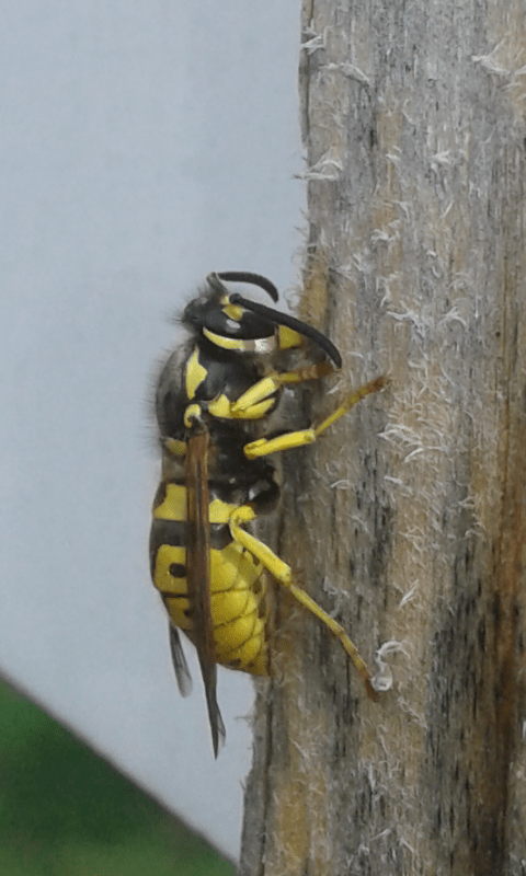 Vespula germanica (Vespidae)? S.